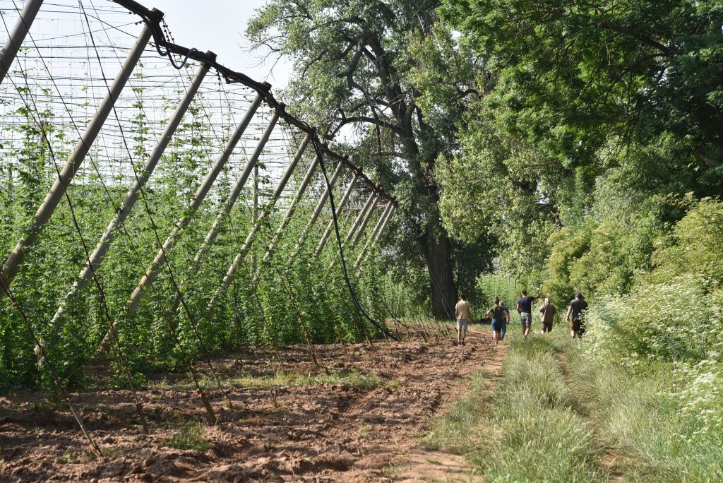 Navazující workshop po řezu ŽPČ a ukázka balíčkové sadby z produkce CHI (Stekník, 26. 6. 2025). | Foto: J. Ježek Foto: J. Ježek